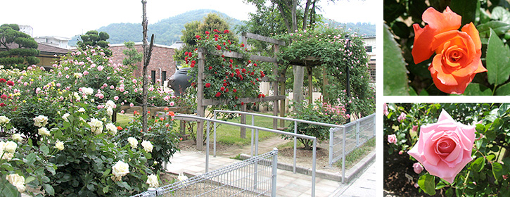 バラ園
